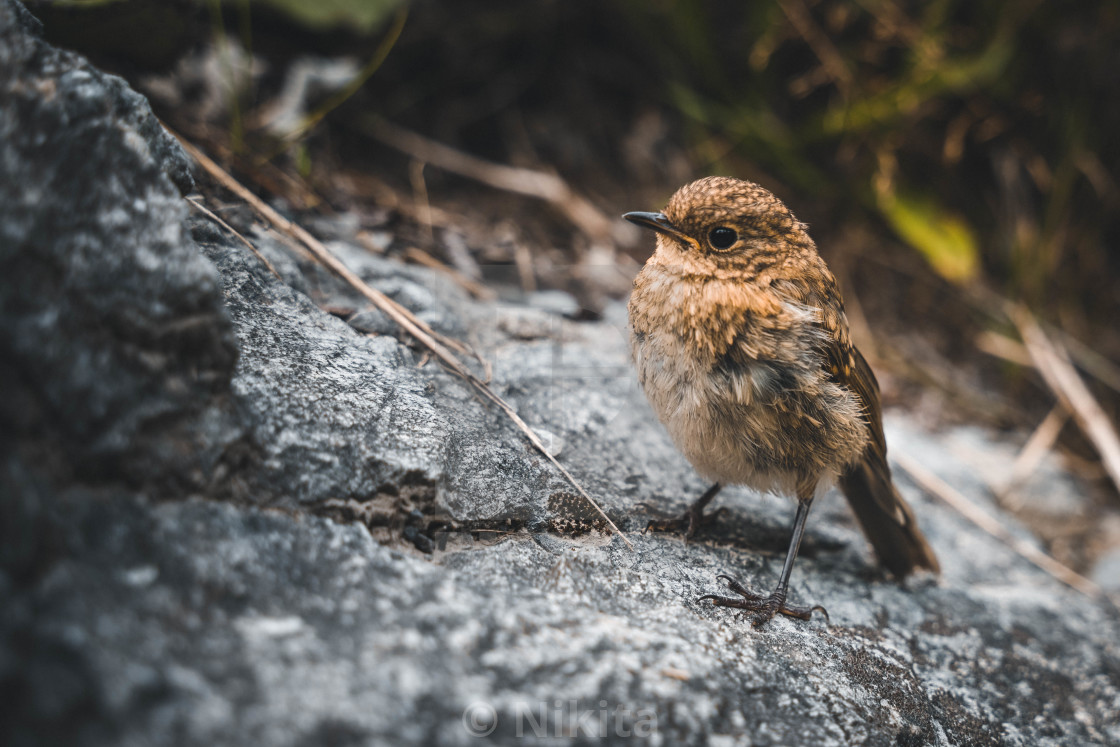 "Flycatcher" stock image