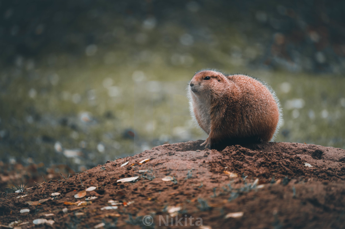 "Marmot" stock image