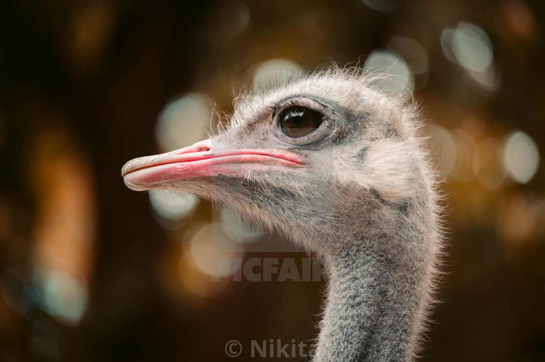 "Ostrich" stock image