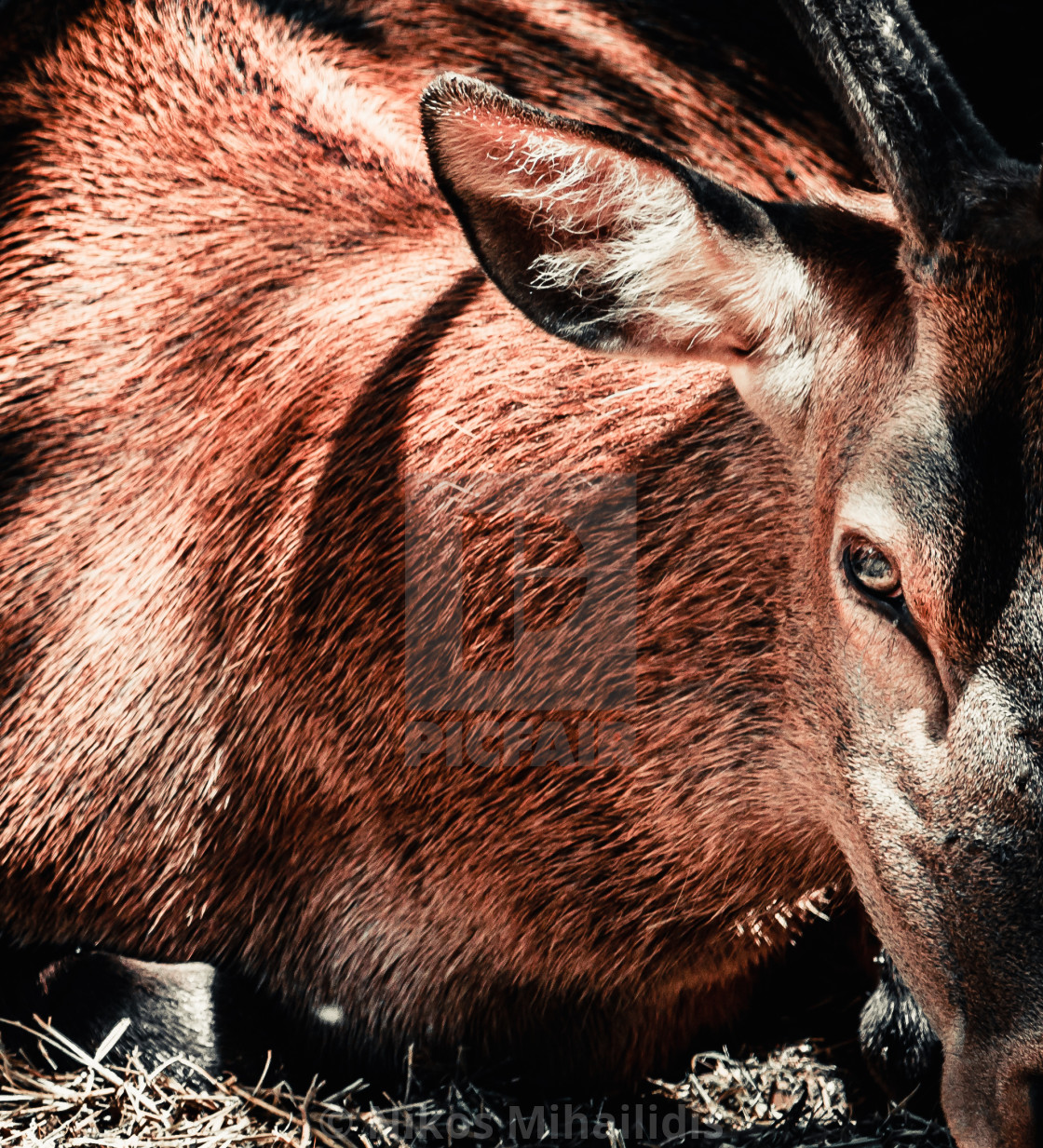 picfair