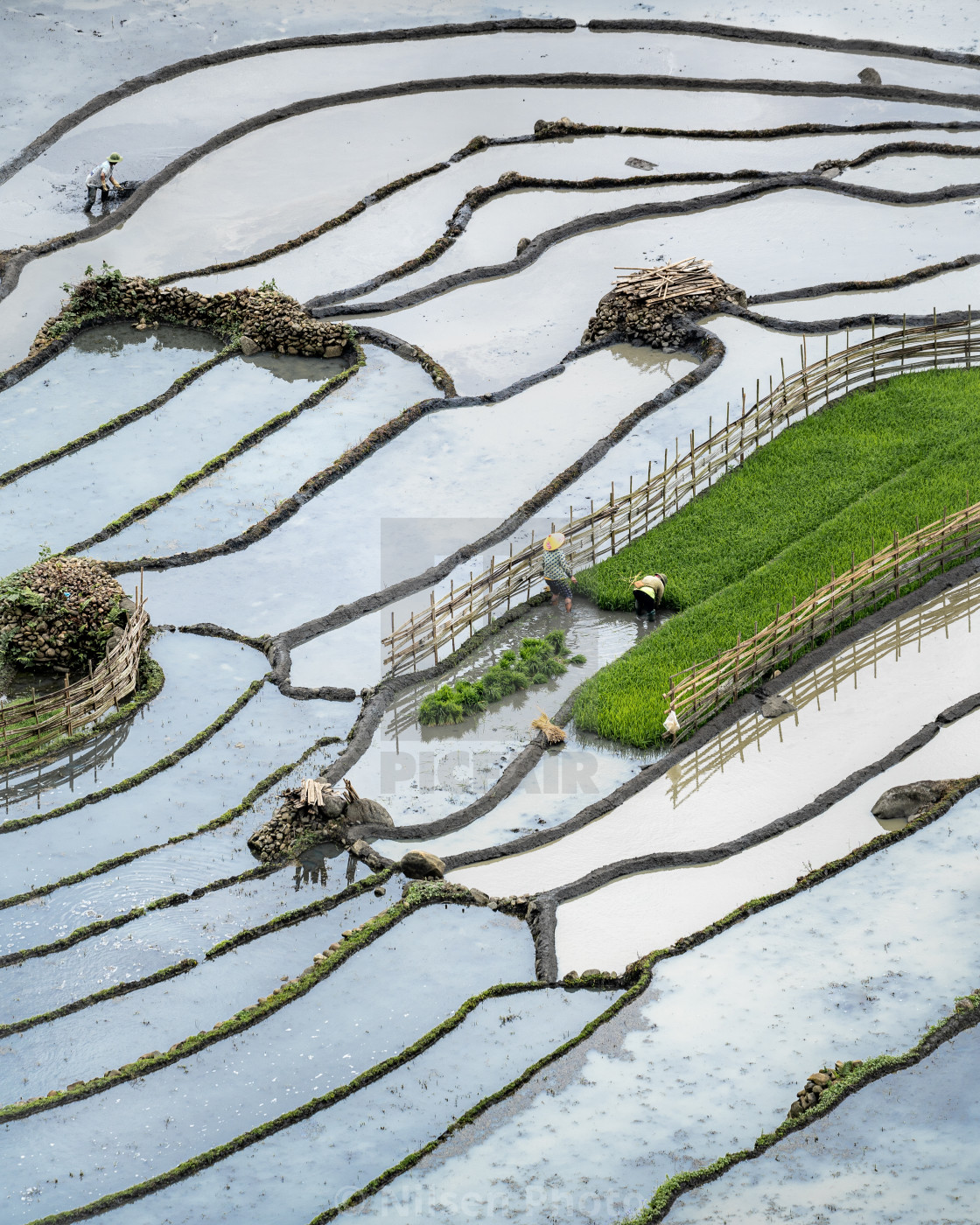 "Fields of Rice II" stock image