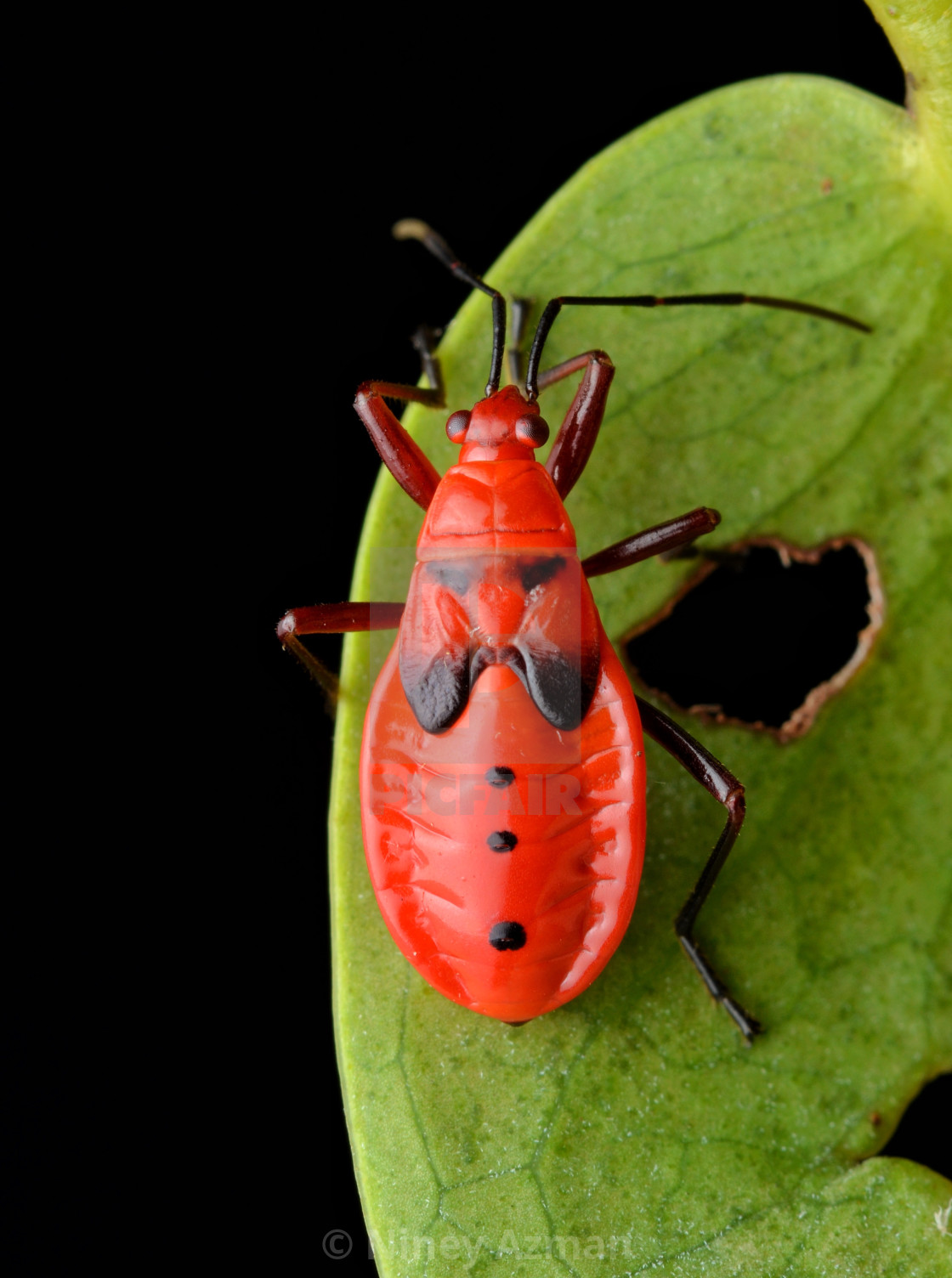 "Red Jacket Bug" by Niney Azman - £12.40 "Red Jacket Bug" stock image
