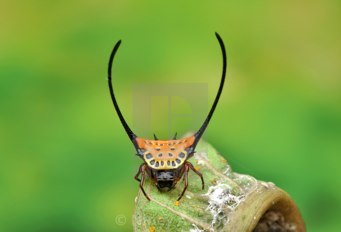 "Dare To Come Closer?" by Niney Azman - £12.40 "Dare To Come Closer?" stock image