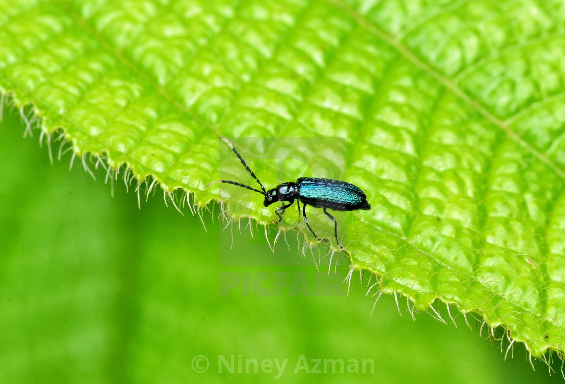 "Metallic Blue-Green Beetle" by Niney Azman - £12.40 "Metallic Blue-Green Beetle" stock image