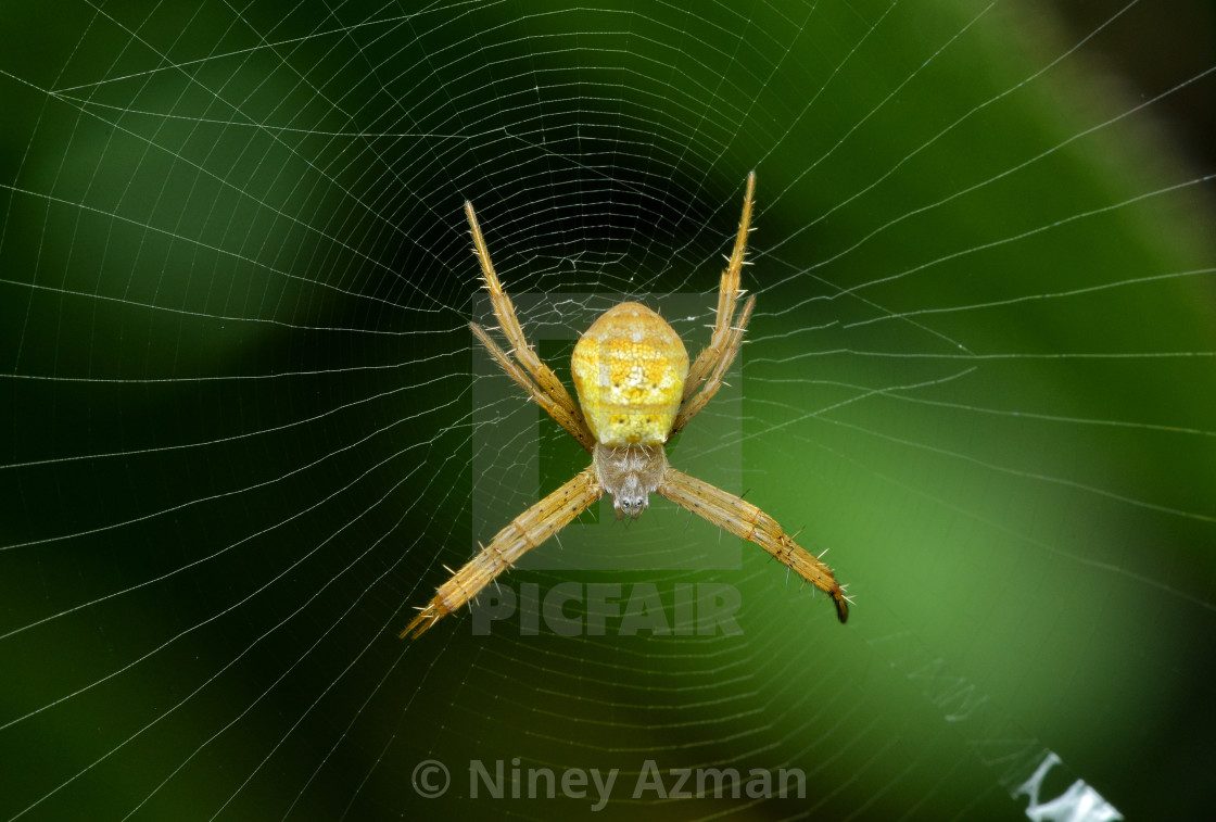 "Give Me An ‘X‘" by Niney Azman - £12.40 "Give Me An ‘X‘" stock image