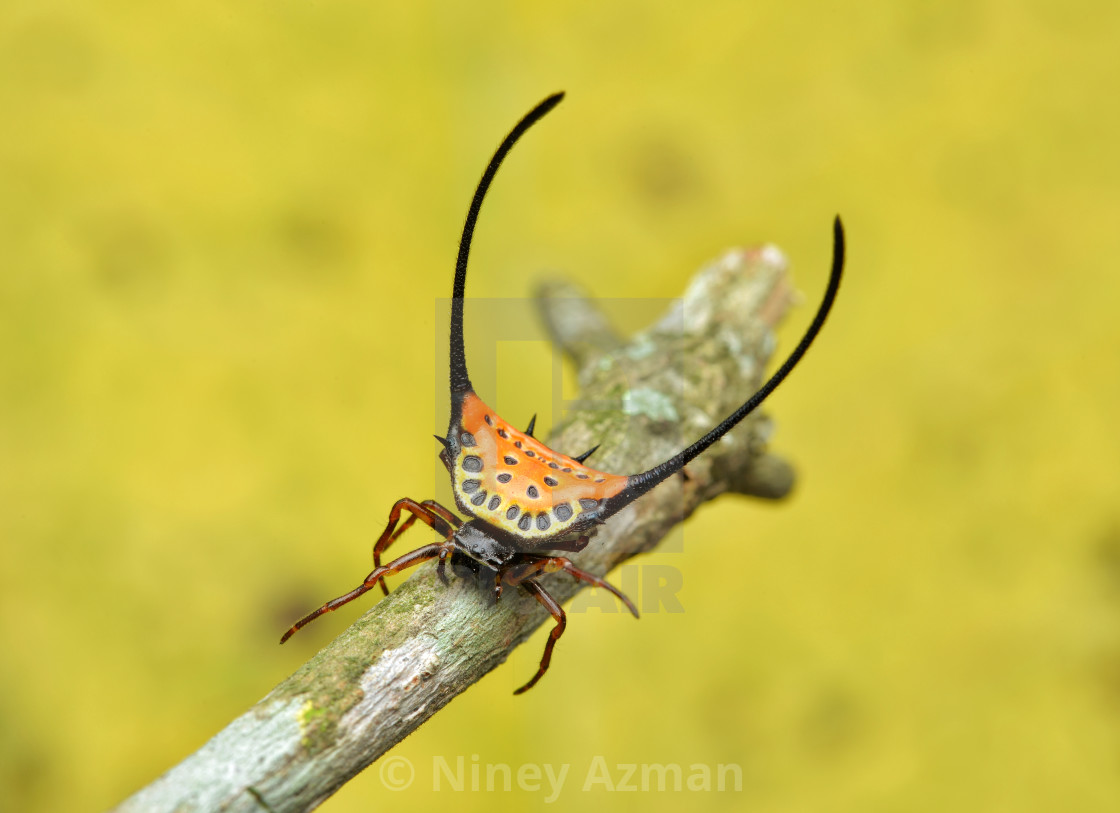 "Curved Long-spined Spider" by Niney Azman - £12.40 "Curved Long-spined Spider" stock image
