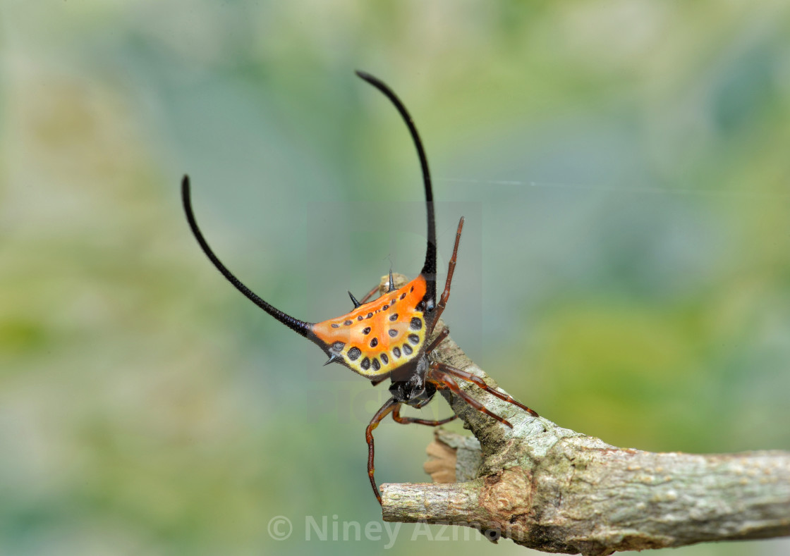 "Beware of My Horns" by Niney Azman - £12.40 "Beware of My Horns" stock image