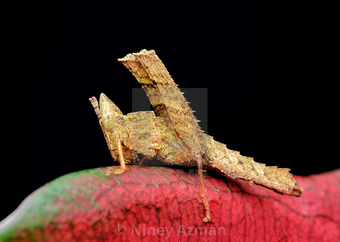 "Matchstick Grasshopper" by Niney Azman - £12.40 "Matchstick Grasshopper" stock image