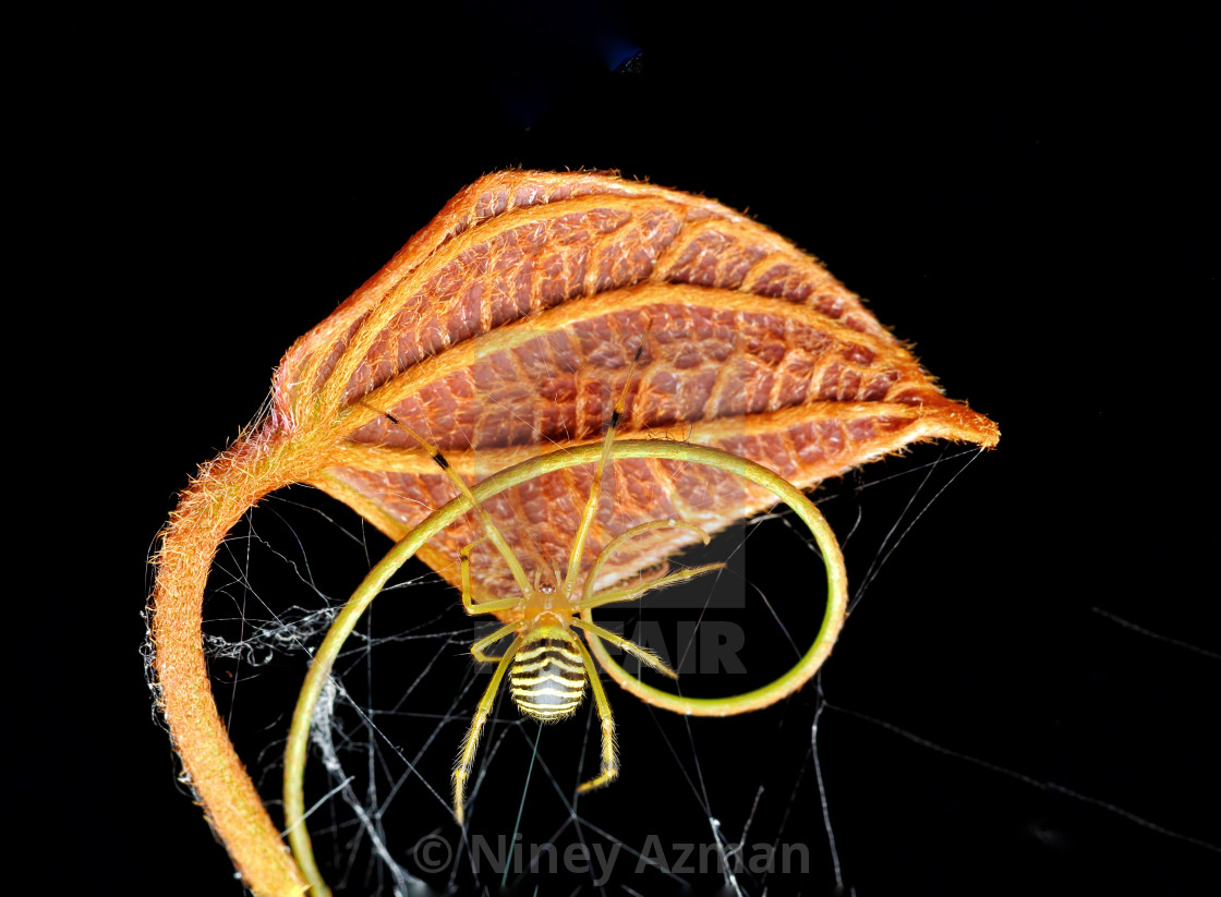 "Theridion zebrinum spider" by Niney Azman - £12.40 "Theridion zebrinum spider" stock image