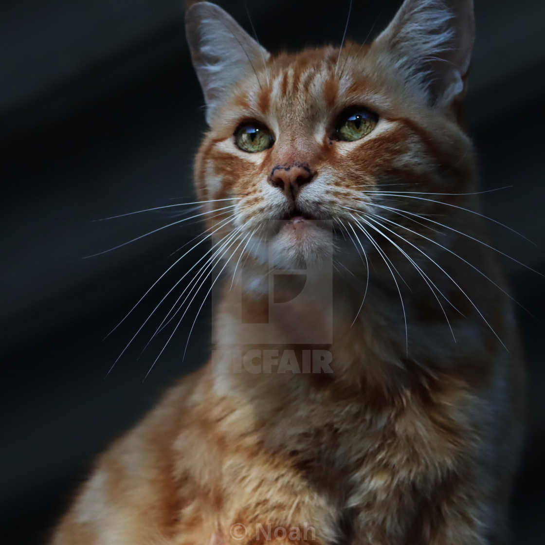 "Tiger" by Noah - $2.48 "Tiger" stock image