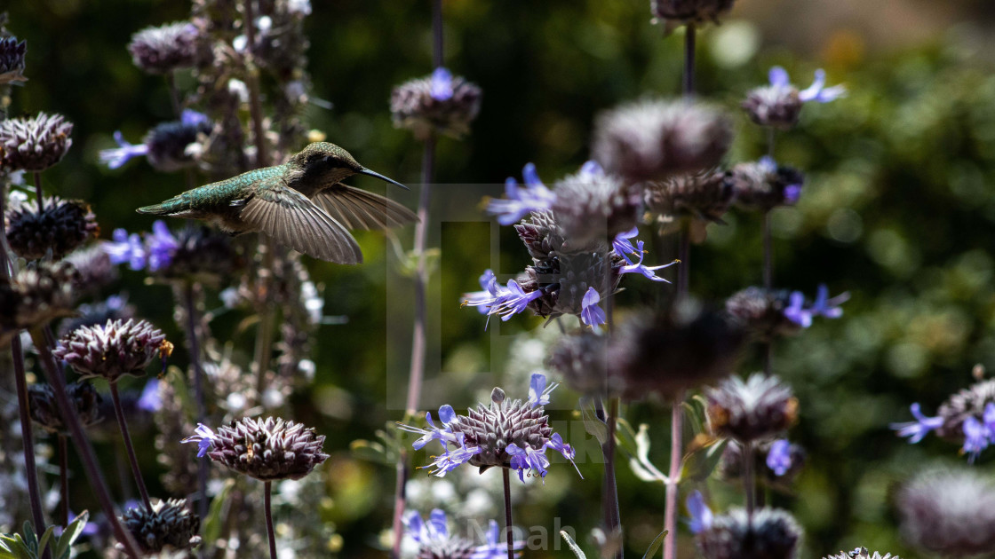 "Humming Bird" by Noah - $12.42 "Humming Bird" stock image