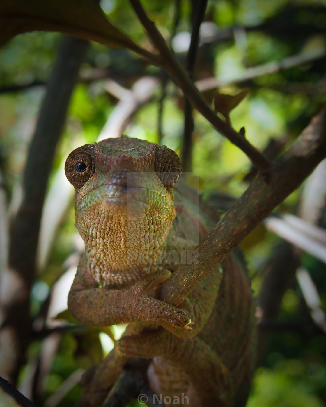 "Chameleon of Madagascar" by Noah - $18.62 "Chameleon of Madagascar" stock image