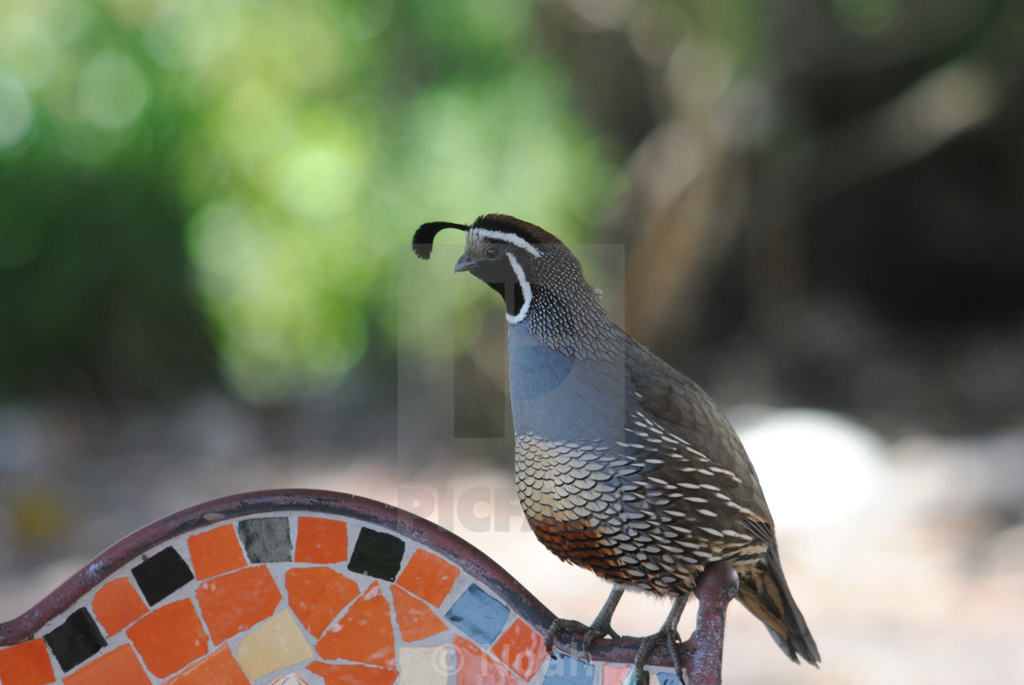 "The Quail Tail" by Noah - $12.42 "The Quail Tail" stock image