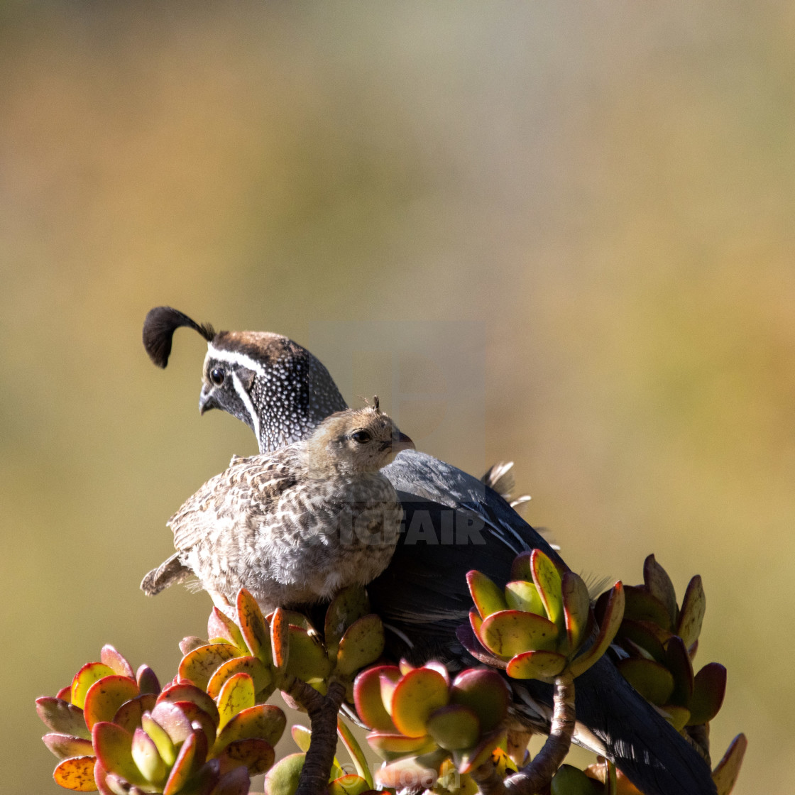"Young Quail with Parent" by Noah - $12.41 "Young Quail with Parent" stock image