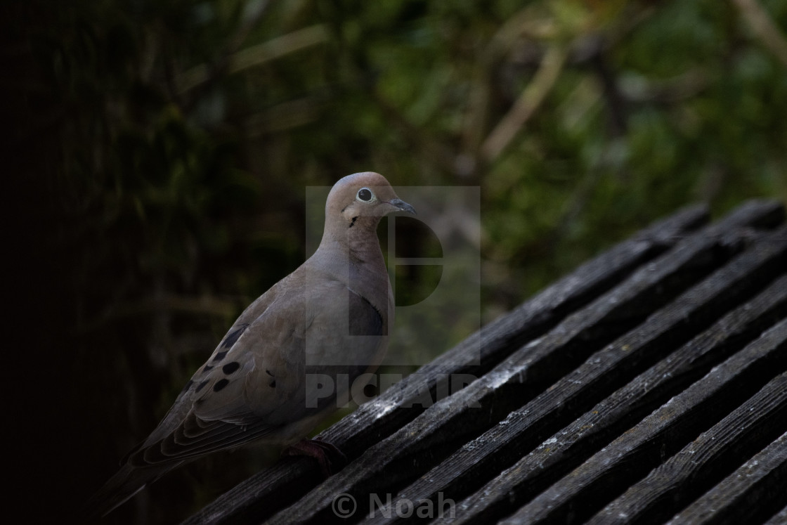 "The AM Morning Dove" by Noah - $12.42 "The AM Morning Dove" stock image