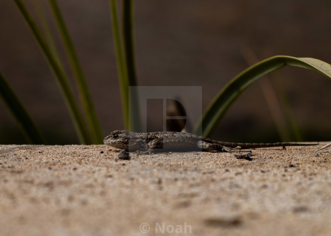 "Juvenile Western Fence Lizard" by Noah - $6.83 "Juvenile Western Fence Lizard" stock image