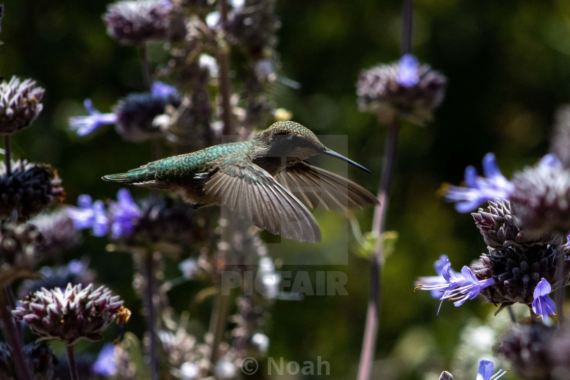 "Humming Bird 2.0" by Noah - $12.41 "Humming Bird 2.0" stock image