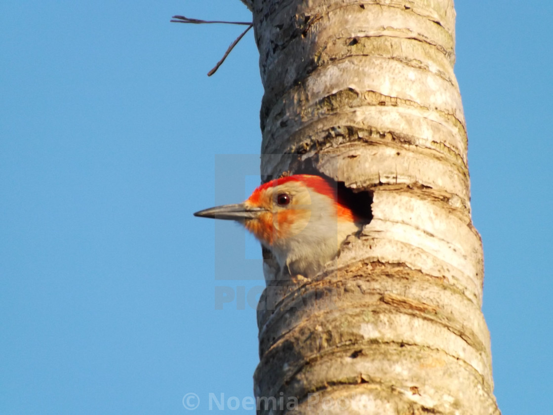 "Red-bellied woodpecker" by Noemia Poole - $12.21 "Red-bellied woodpecker" stock image