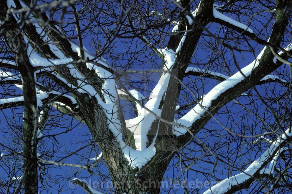 "Brachnes with snow against blue sky" stock image