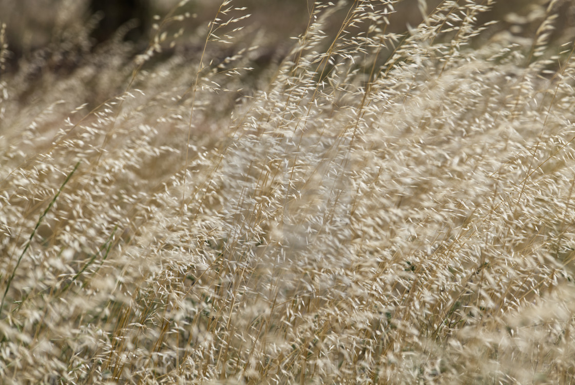 "Grass" stock image