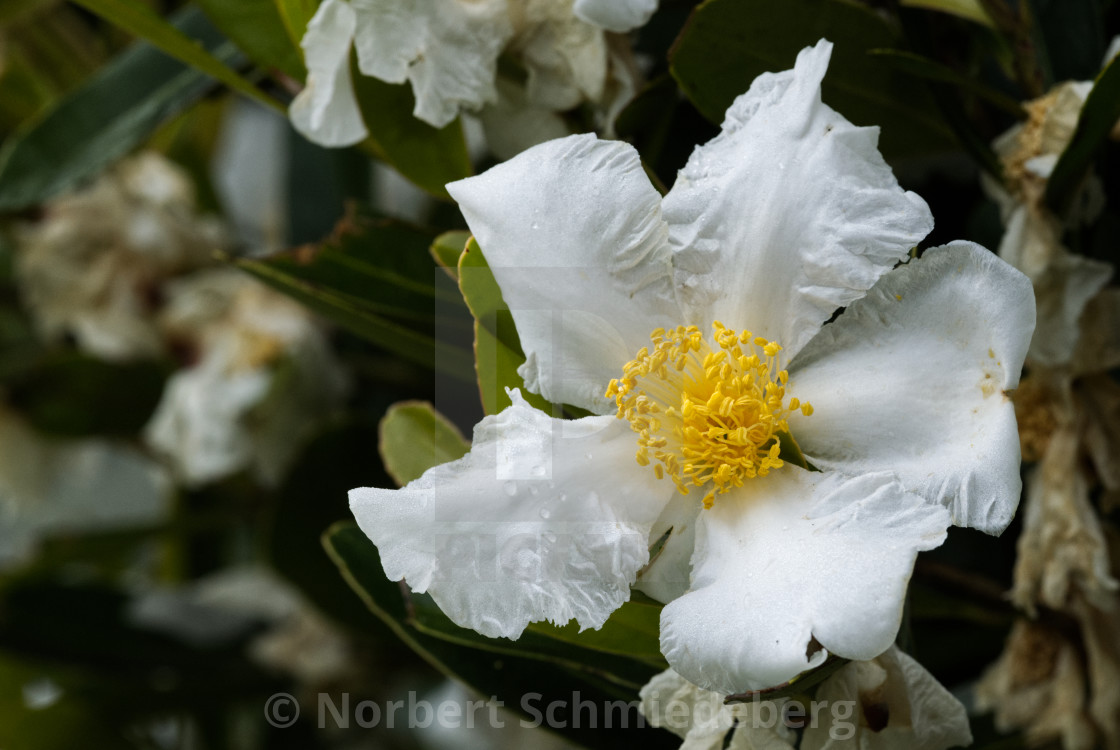 "Polyspora axillaris P1003303" stock image