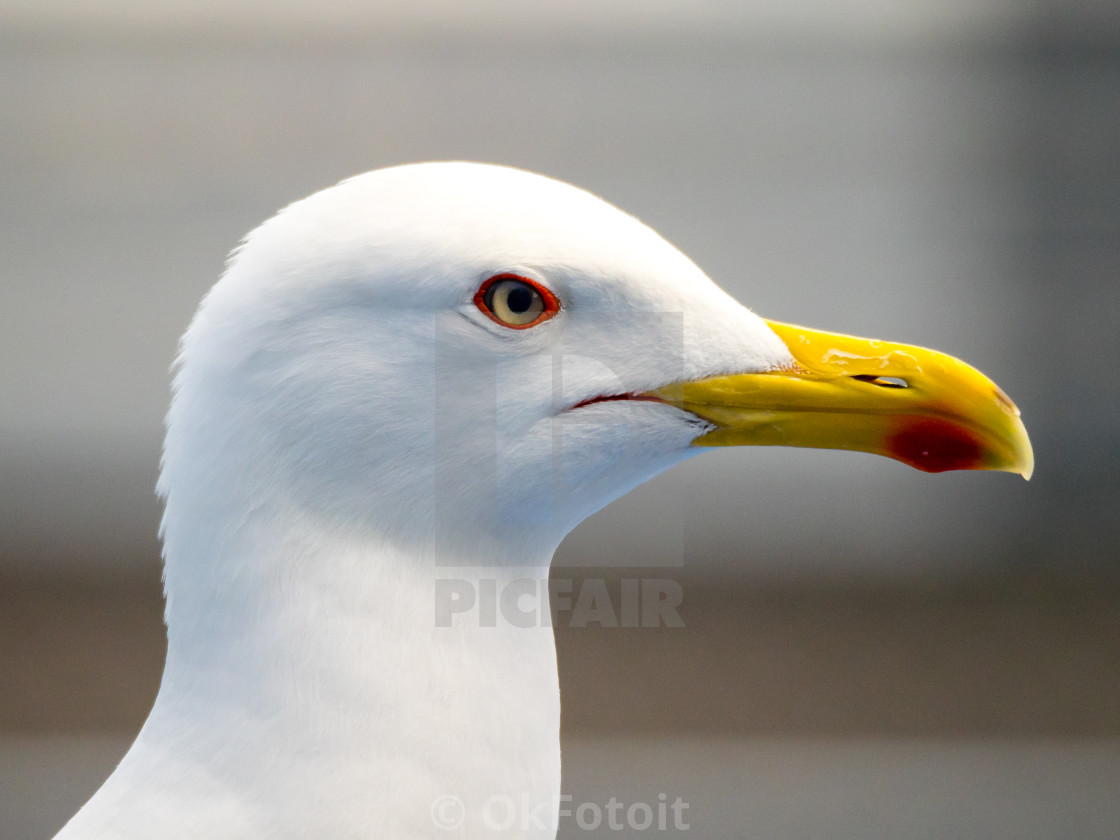 "western gull (Larus occidentalis) close up portrait" stock image