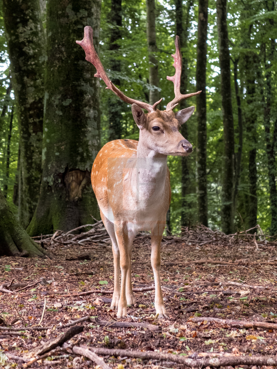 "Male adult fallow deer (dama dama)" stock image