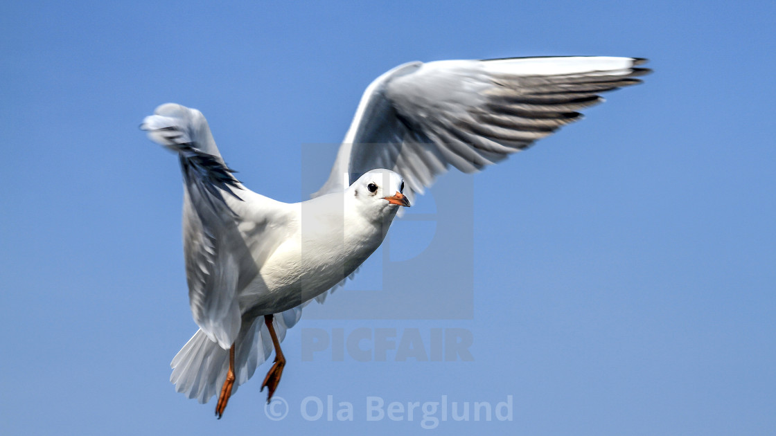 "Gull in the air." stock image