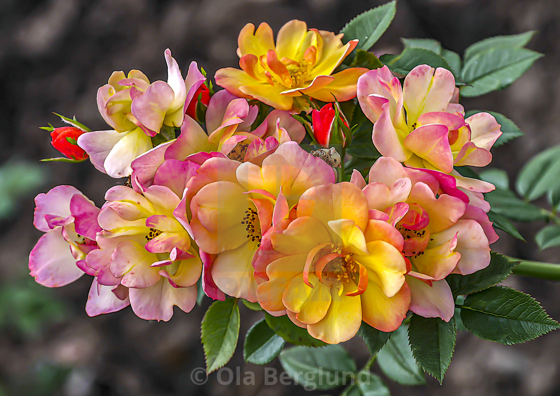 "Flowers." stock image