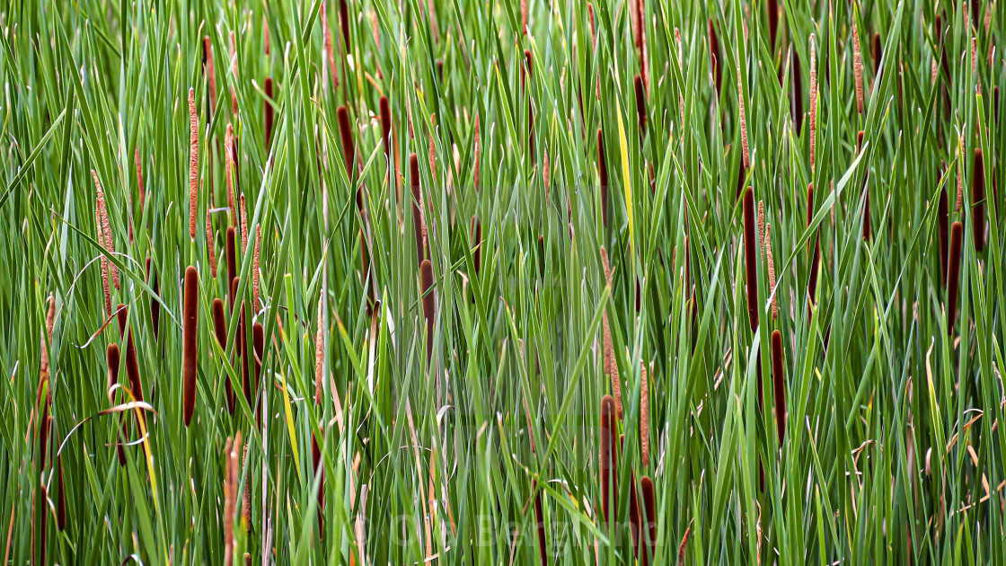 "Grass" stock image