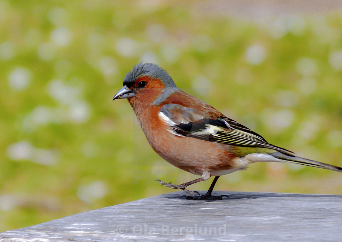 "Chaffinch." stock image