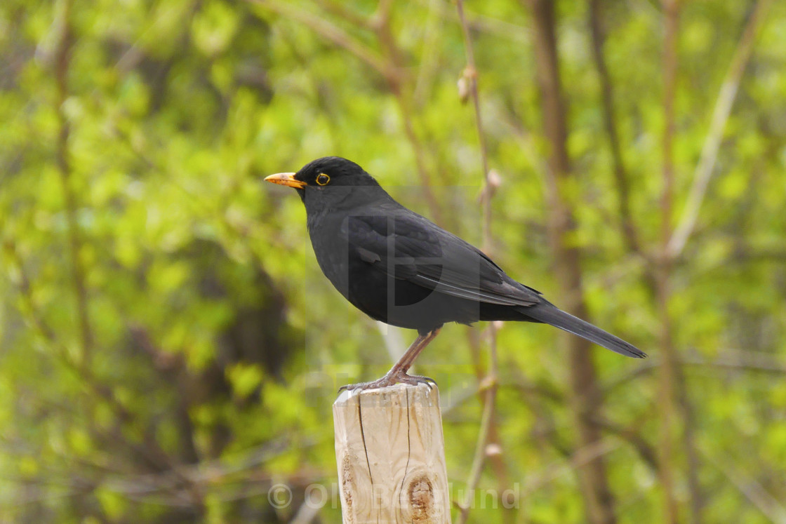 "Blackbird." stock image