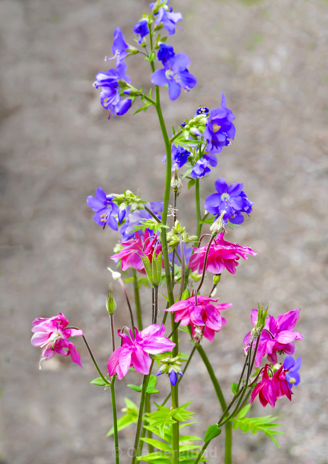 "Flowers" stock image