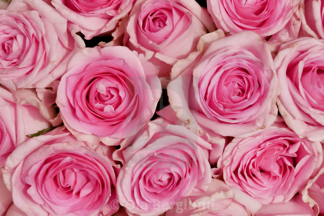 "Pink roses." stock image