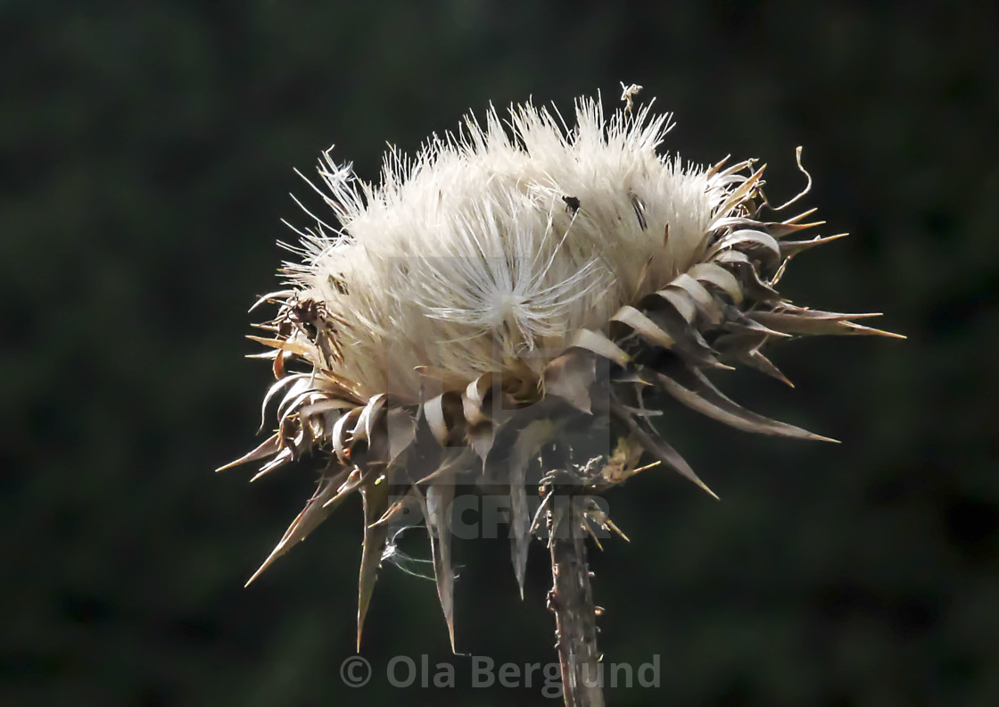 "Seedpod" stock image