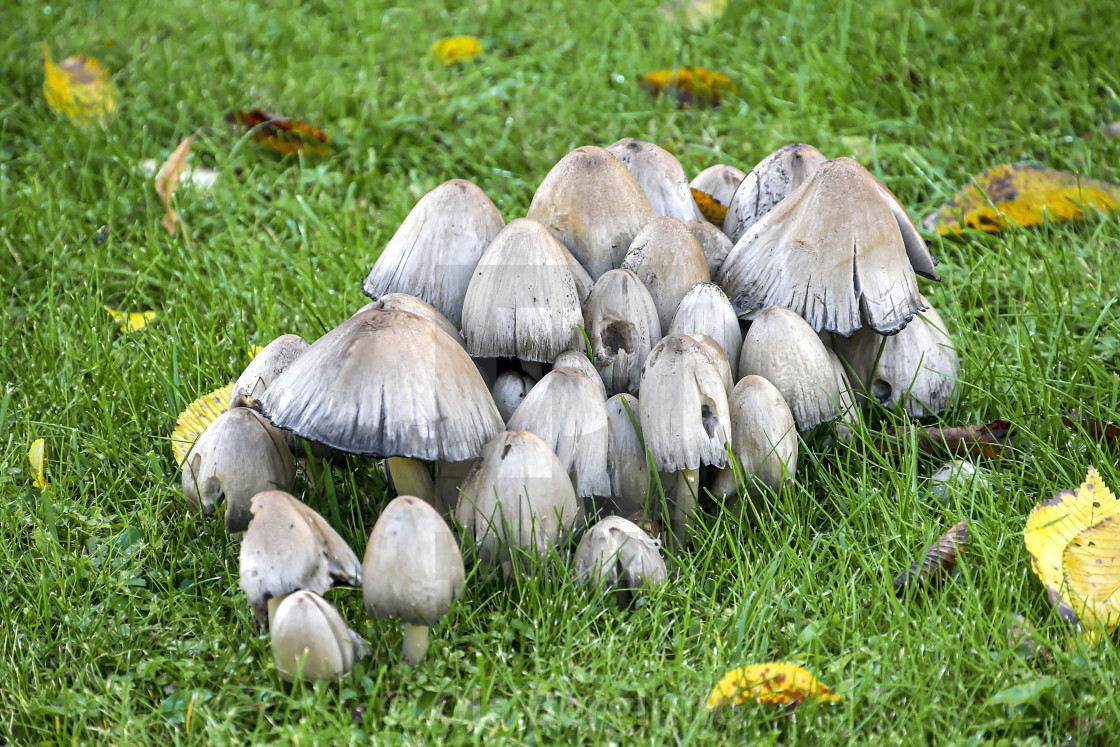 "Mushroom." stock image