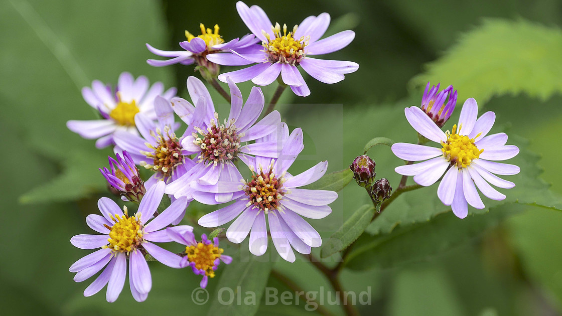 "Flowers in Trollbäcken, Tyresö." stock image