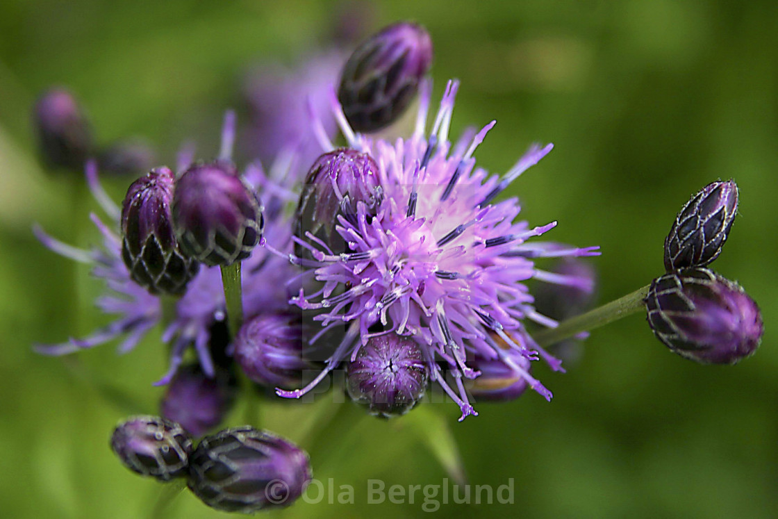 "Thistle with flower and buds." stock image