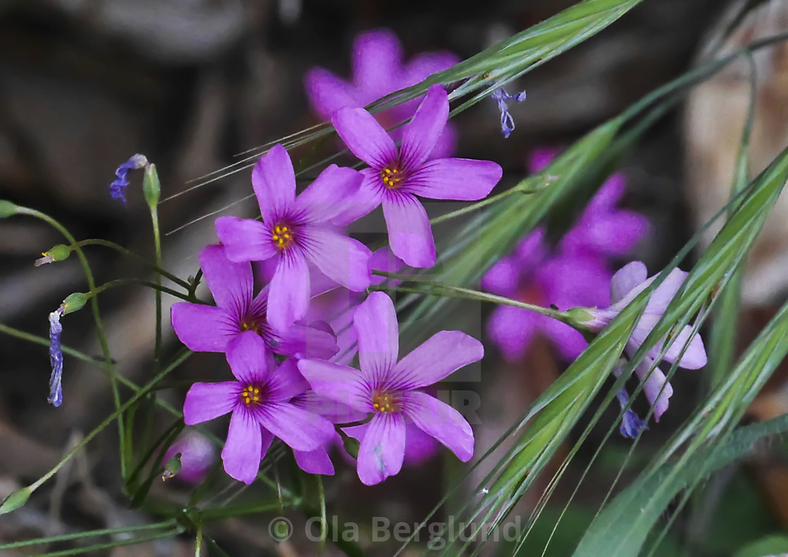 "Purple flowers." stock image