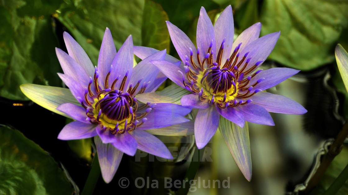 "Two purple water lily." stock image