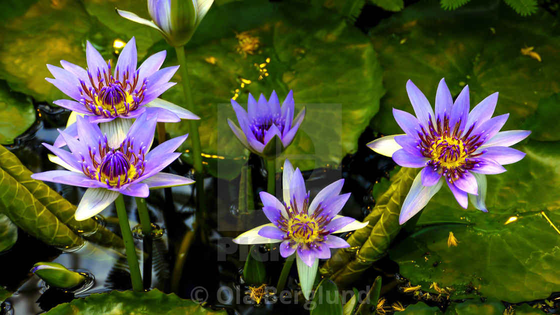 "Five purple water lilies." stock image