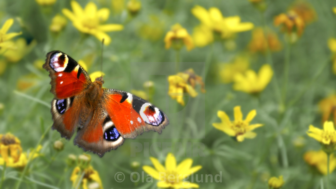 "Nettle butterfly." stock image