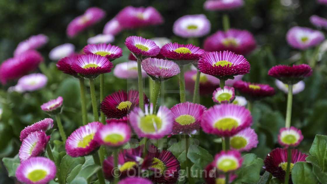 "Flowers." stock image