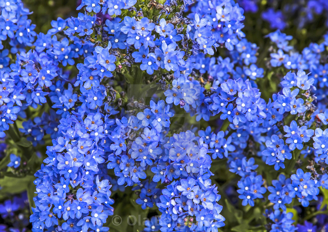 "Blue flowers." stock image