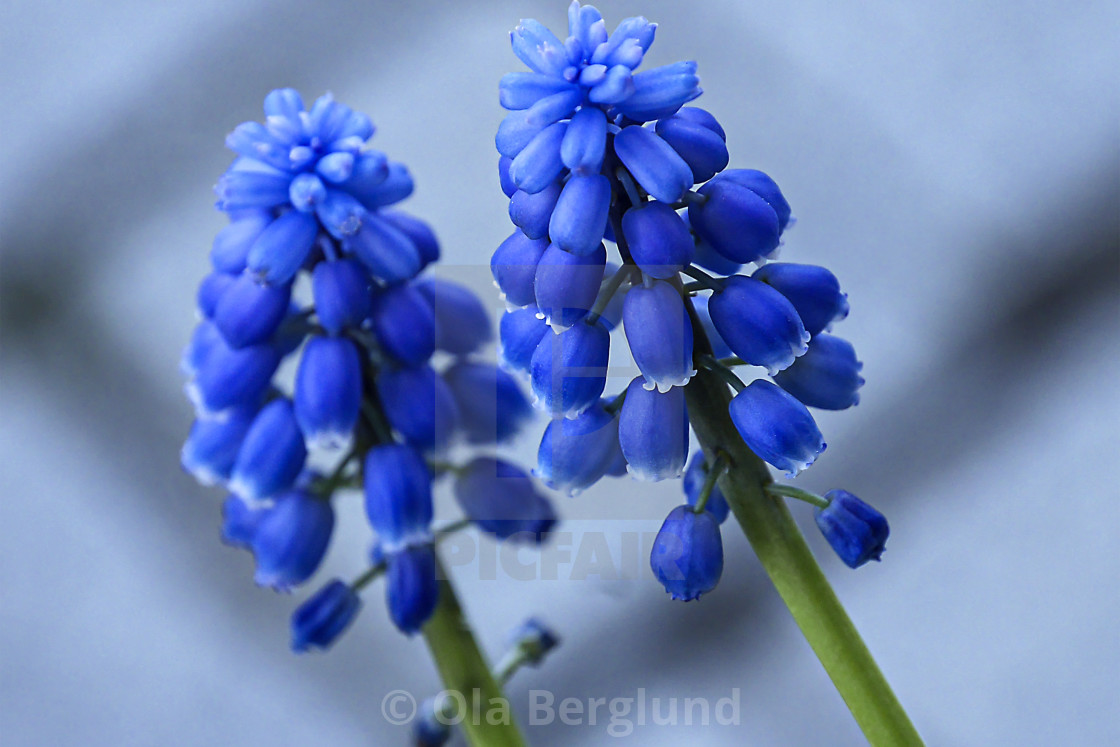 "Blue pearl hyacinth." stock image