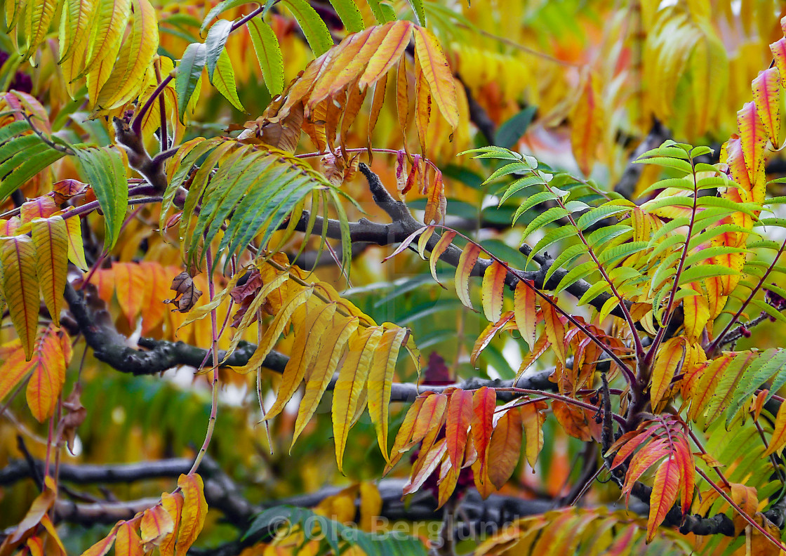 "Autums leafs." stock image