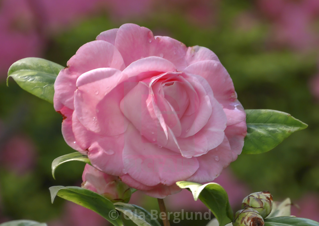 "Pink rose." stock image