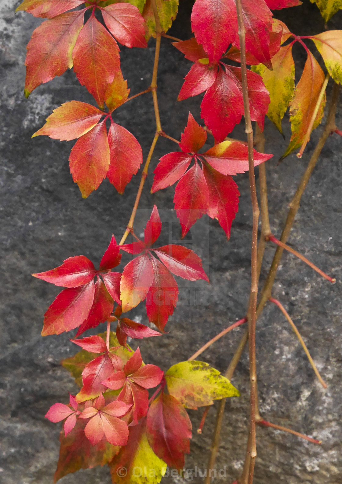 "Autumn leafs." stock image