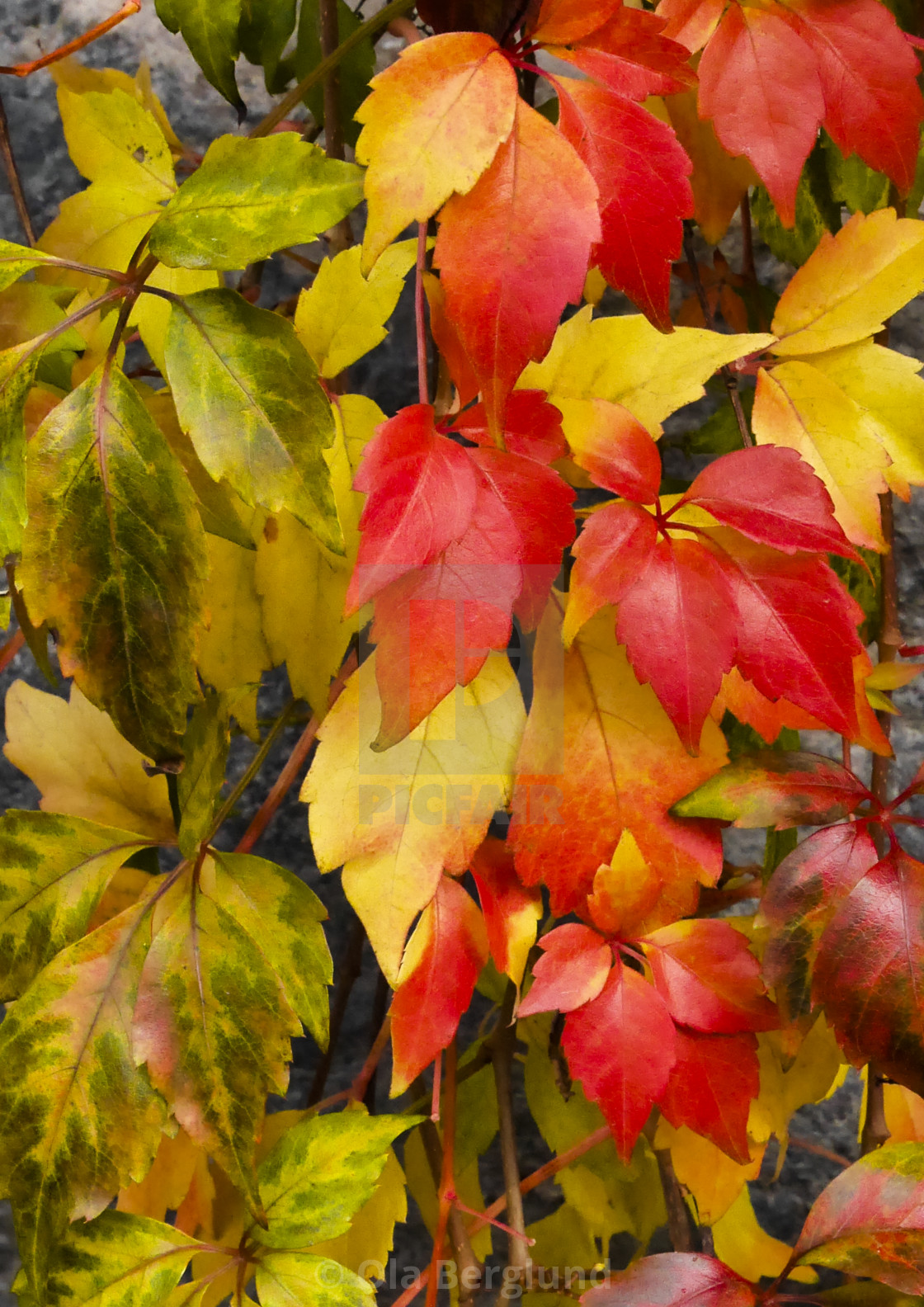 "Autumn leafs." stock image