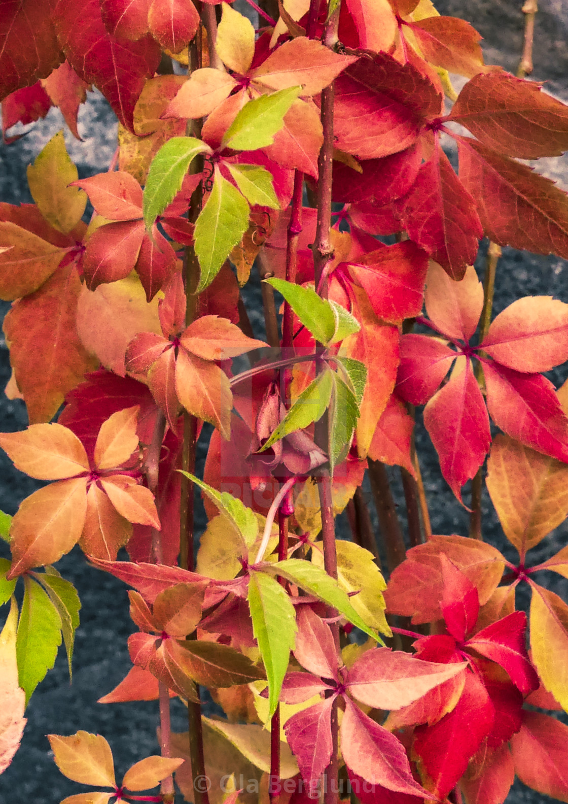 "Autumn leafs." stock image